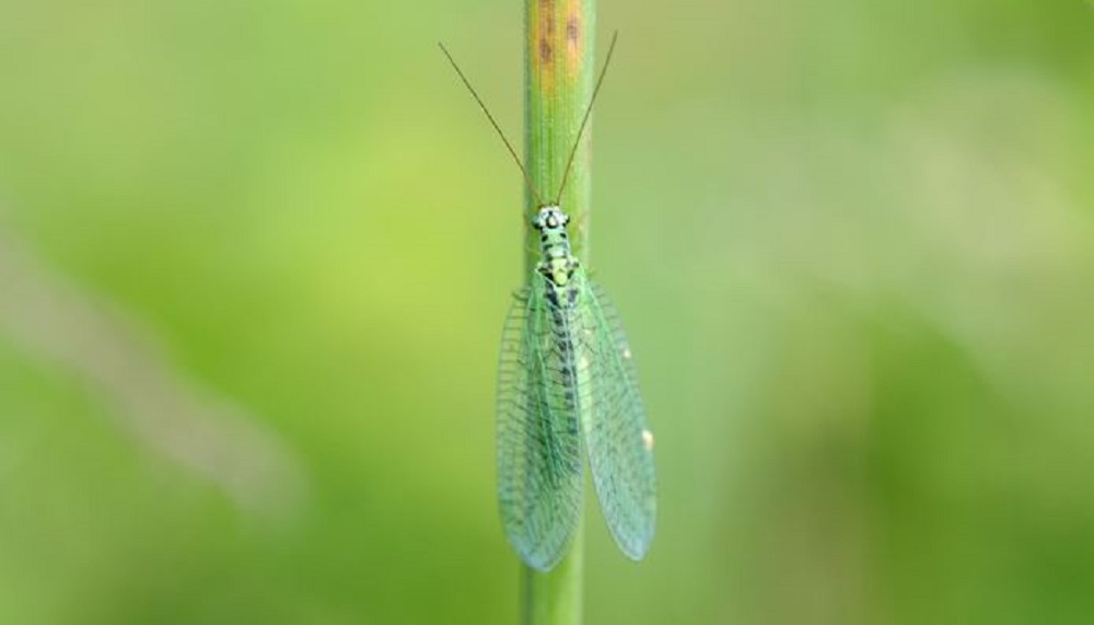 An image of a pest (Chrysopa perla)
